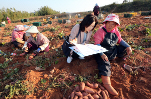 3일 전남 해남군 화원면 한 고구마밭에서 2015 인구주택총조사 조사요원(오른쪽 두 번째)이 농민을 상대로 조사하고 있다.  연합뉴스
