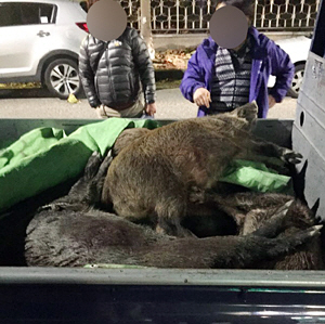 지난해 12월 말 부산 강서구 한 아파트 단지에 출몰한 야생 멧돼지 11마리가 거리를 배회하다 주민 신고를 받고 출동한 경찰과 엽사들에 의해 모두 사살된 후 차량에 실려 있다. 뉴시스