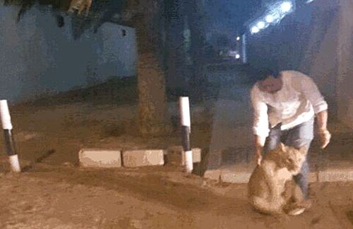 21일 오후 7시(현지시간) 아랍에미리트 두바이의 알바샤에서 집을 나간 ‘애완용 사자’가 주택가를 어슬렁거리다 포획되는 모습. 부호들이 많은 아랍에미리트에서는 사자 등 희귀동물을 집에서 기르며 부를 과시하는 일이 드믈지 않다.(사진출처:걸프뉴스)