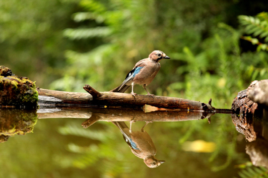 < TV가이드 >그린 플래닛… 우산이끼 등 기이한 생물의 삶