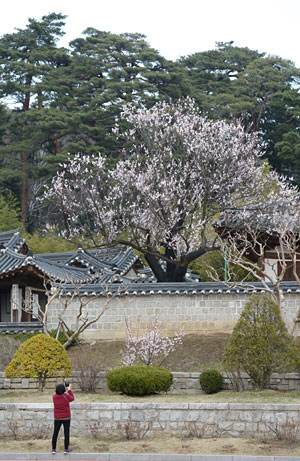 강릉 오죽헌의 담장 너머로 환하게 꽃을 피운 율곡매. 수령 600년의 늙은 나무 가지 끝에서 연분홍의 매화가 가득 피어났다.