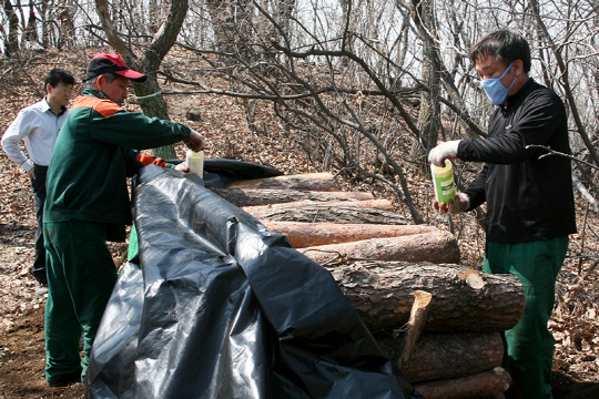 최근 경기도 산림과 직원들이 소나무류 재선충이 발생한 양주시 임야에 있는 나무들을 베어내고 훈증 방제작업을 실시하고 있다.