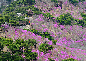 대구 달성군 비슬산 정상 부근의 진달래 군락. 붉은 진달래가 초록의 소나무와 어우러져 더 화사하다. 비슬산의 진달래는 지난주에 절정을 넘어섰으니 꽃을 보려면 서둘러야 한다. 비슬산 정상까지 전기차가 운행하고 있어 땀 한 방울 흘리지 않고 올라갈 수 있다.