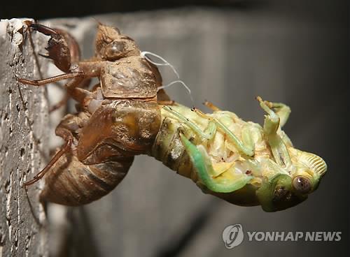 (AP/Photo/Times Record, Kaia Larsen)