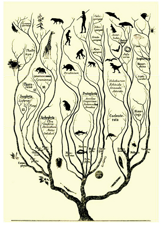 진화란 수백만 년에 걸쳐서 전진과 후퇴를 반복하면서 답답하게 진행되는 기어오르기이다. 그림은 생명의 진화를 한눈에 보이게 담아낸 진화 나무.  옥당 제공