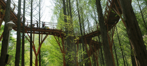 지자체가 운영하는 대전의 장태산휴양림. 메타세쿼이아 나무의 허리쯤에 놓은 산책로가 이색적이다.