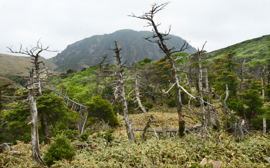 2일 한라산 정상 부근에서 세계자연보전연맹(IUCN)이 지정한 멸종위기 식물인 구상나무가 말라죽어 가고 있다.