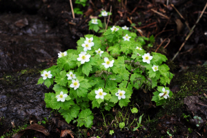지리산 모데미 마을서 발견된 모데미풀.