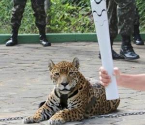 리우올림픽 성화 봉송 행사에 동원됐다가 사살된 표범 ‘주마’ [출처:브라질 뉴스포털 UOL]