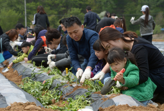 지난 4월30일 강원 춘천시 사북면 송암리 솔바우마을을 찾은 호텔신라 직원 가족들이 마을 앞 한 주민의 밭에 고구마 순을 심고 있다.  김호웅 기자 diverkim@