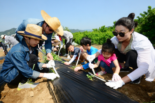 1사1촌 봉사활동을 위해 지난 5월 21일 강원 홍천군 화촌면 산초울마을을 찾은 아시아나항공 임직원과 가족들이 한 주민 밭에 옥수수 모종을 하고 있다.  김선규 기자 ufokim@
