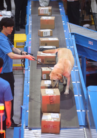 마약류 탐지견이 인천국제공항 화물터미널에서 마약류가 숨겨져 있는지 컨베이어 벨트 위의 특송화물들을 검사하고 있다.