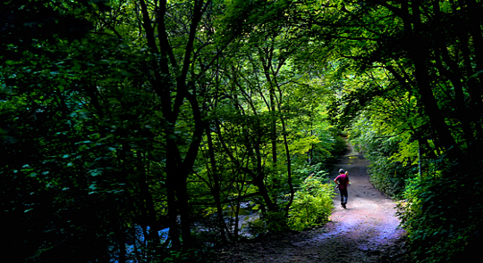 석룡산과 화악산 사이의 조무락골 계곡으로 드는 숲길. 차고 맑은 물이 흐르는 이끼 푸른 계곡은 서늘하고, 하늘을 가린 나무들로 숲길은 어둑하다. 폭염경보가 내린 날도 여기서는 더위를 느낄 수 없었다.