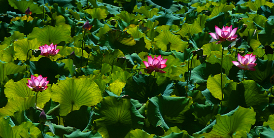 화천의 건넌들마을의 습지에 피어난 연꽃이 불을 켠 듯 환하다. 습지에는 지금 연꽃이 절정을 넘어가고 있다.
