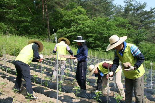 NH농협금융지주 임직원들이 지난 5월 28일 강원 홍천군 좌운1리 왕대추마을의 한 고추밭에서 지지대를 세우고 있다.  NH농협금융지주 제공