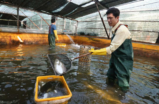 15일 경북 포항시의 한 양식장에서 이강덕 포항시장이 폭염으로 폐사한 강도다리를 뜰채로 건져내고 있다.