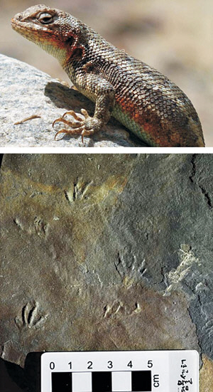 경남 남해 ‘가인리 화석산지’에서 발견된 크기 5㎝ 미만의 도마뱀 발자국 화석. 약 1억 년 전인 중생대 백악기에서 나온 것으론 세계 최초로 확인됐다. 발자국의 크기와 모양으로 봤을 때 이 화석은 미국 서부에 서식 중인 현생 도마뱀인 산쑥도마뱀(위)과 닮은 점이 많은 것으로 알려졌다.  문화재청 제공