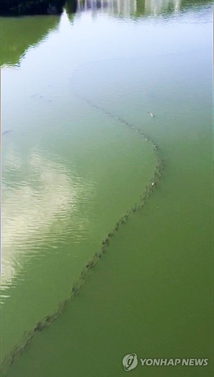 경주에서 규모 5.8지진이 일어나기 10여 일 전인 지난달 8월30일 울산 태화강 십리대밭교에서 촬영된 숭어떼의 행렬. 숭어떼 수만 마리가 일렬종대로 헤엄치며 강 하구로 가고 있다. 이 장면은 31일까지 이틀간 목격됐다. 어류 전문가들은 기현상이지만 고수온 영향인것 같다며 지진과의 연계 가능성을 경계했다. [독자제공 동영상 캡처=연합뉴스]