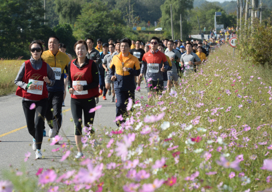 제18회 평화통일마라톤대회가 오는 9일 오전 경기 파주시 임진각과 비무장지대(DMZ) 통일로 일대에서 개최된다. 사진은 지난해 대회에서 참가자들이 코스모스가 활짝 핀 대회 코스를 달리는 모습.