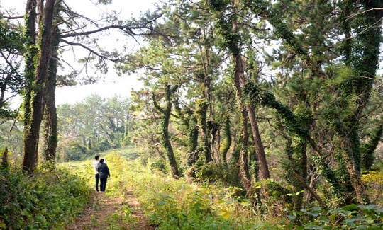 연홍도의 서북쪽 끝단인 ‘좀바끝’으로 가는 산책로. 소나무와 난대림이 한데 우거진 숲이다.
