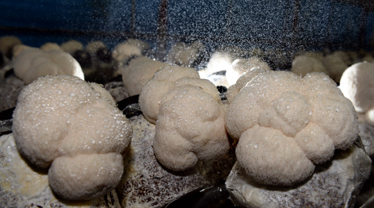 <카메라 기행>천 번의 손길로 탄생하는 ‘不老草’… 품종개발 서두른다