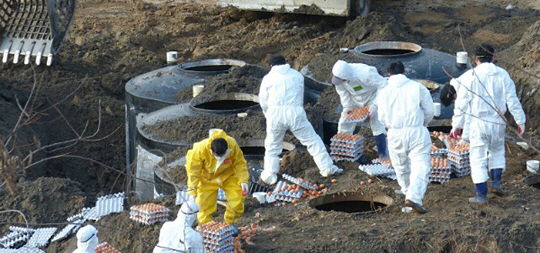 지난 1월 25일 조류인플루엔자(AI)가 발생한 경기 양주시 은현면 산란계 농장 인근에서 방역담당 공무원들이 플라스틱 저장조에 계란을 매몰하는 작업을 벌이고 있다.