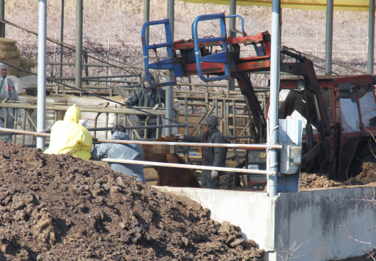 12일 오후 구제역 확진 판정을 받은 충북 보은군 마로면의 한 한우농장에서 인부들이 살처분한 소를 땅에 묻고 있다.  연합뉴스