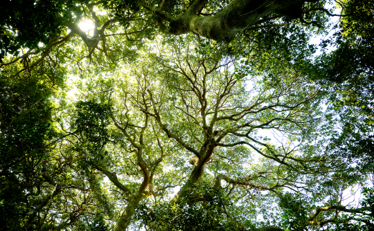 상록활엽수들이 온통 초록 그늘을 드리운 숲. 어디라고 할 것도 없이 전남 완도의 곳곳에서 만날 수 있는 모습이다.