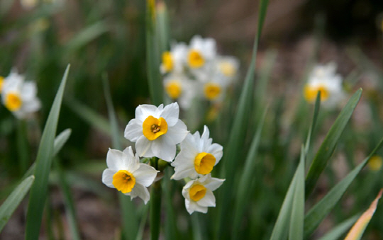 완도수목원에는 지금 수선화가 만개했다. 수선화의 꽃색이 유독 선명하고 깨끗하다.