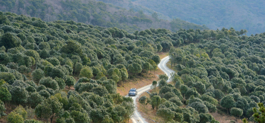 전남 완도의 상황봉 자락 아래 전남청소년수련원 쪽에서 바라본 광활한 동백숲. 오후의 햇살을 받아 동백 이파리가 광택으로 반짝인다. 이쪽의 숲에서 낙엽활엽수와 키 큰 나무를 간벌하면 그 아래로 동백나무가 빽빽하다. 완도수목원은 일단 5㏊의 동백숲을 조성 중인데 간벌을 통해 얼마든지 더 큰 숲을 만들 수 있다.