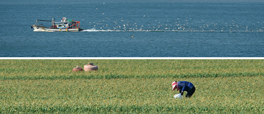 전남 고흥에 당도한 봄은 진청색의 바다에서도, 진초록의 마늘밭에서도 느낄 수 있다. 위 사진은 나로도로 건너가는 나로대교 아래서 갈매기떼를 이끌고 돌아오는 만선의 고깃배. 아래 사진은 환한 봄볕 아래서 포두면의 너른 마늘밭을 돌보는 주민.