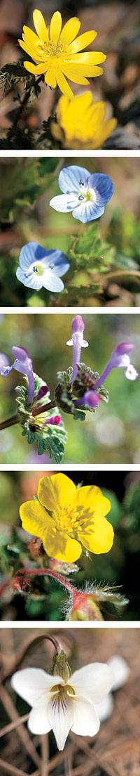전남 고흥의 곳곳에서 만난 만발한 봄꽃들. 사진 위부터 복수초, 큰개불알풀, 광대나물, 양지꽃, 흰제비꽃. 이 모든 꽃들을 한꺼번에 다 만날 수 있는 곳이 외나로도의 봉래산이다. 산을 다 오를 것도 없이 산행 코스 입구에서 딱 스무 걸음만 들어가면 이런 꽃들을 볼 수 있다.