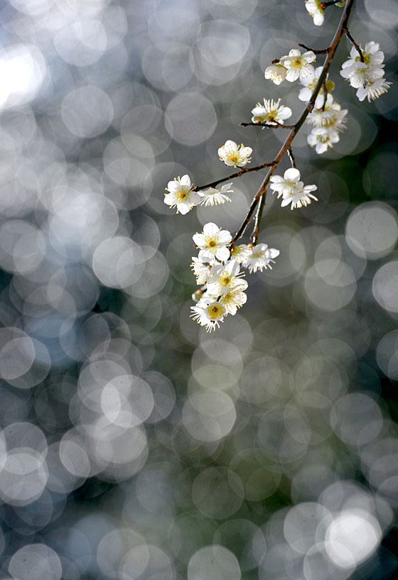 전남 고흥의 천등산 자락 아래 절집 금탑사에서 만난 매화. 사계절 푸른 비자나무와 동백나무로 숲을 두르고 있는 금탑사에는 드문드문 매실나무가 심어져 있다. 광택이 나는 상록림 이파리가 반사하는 봄볕이 매화 가지 뒤로 동그란 빛이 돼서 현란하게 빛나고 있다.