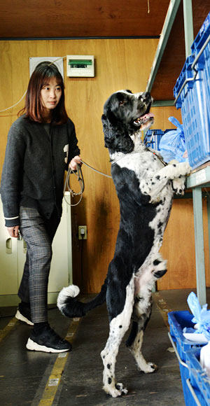 경기 평택시 평택국제여객터미널 휴대물품 유치창고에서 마약탐지복제견 ‘한라’가 마약을 찾고 있다.