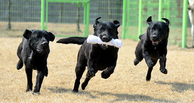 <카메라 기행>인간의 손에 만들어졌지만… DNA는 100% 純種