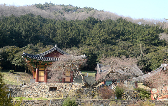 봄이면 비자나무와 편백의 초록과 연두색 신록이 한데 어우러지는 나주 불회사. 불회사의 신록은 어찌나 다채롭고 화려한지 한번 보면 쉬 잊히지 않는다. 법당 앞에서 V자로 가지를 뻗어 자라는 단풍나무의 위세가 당당하다.