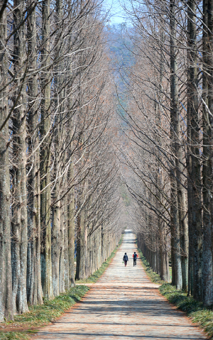전라남도산림자원연구소의 메타세쿼이아 길. 하늘을 찌를 듯 도열해 자라는 나무 사이로 자로 잰 듯한 길이 곧게 이어져 있다. 아직 초록의 잎은 없지만 봄기운을 빨아들인 나무에 물이 올랐다.
