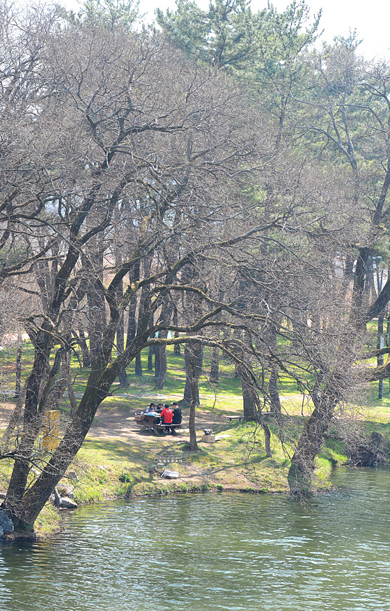 전남 나주의 영산강 지류 드들강변의 모습. 아직 물가의 버드나무는 새잎을 내지 않았지만 울창한 솔숲 아래 초지에는 초록의 봄기운이 완연하다. 이 강변에서 유년시절을 보낸 작곡가의 손을 거쳐서 ‘엄마야 누나야 강변 살자’로 시작하는 김소월의 시가 노래가 됐다.