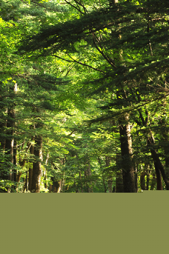 녹음이 우거진 강원 평창군 오대산 월정사 전나무숲길. 신달자 시인은 삶의 무게에 짓눌려 위태로웠던 어느 해 겨울날, 오대산으로 ‘침묵피정’의 길을 떠났다.   박경일 기자 park@