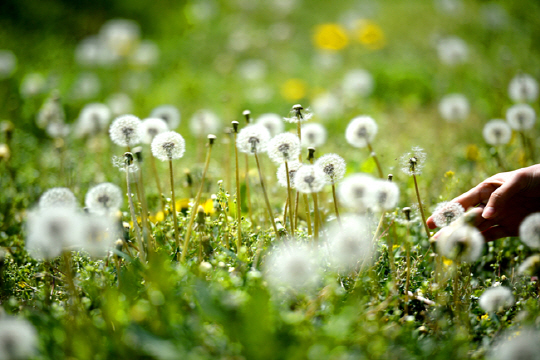 충북 음성 감곡의 복사꽃밭 아래는 온통 민들레 차지다. 꽃대에 동그란 공처럼 매달린 민들레 홀씨.