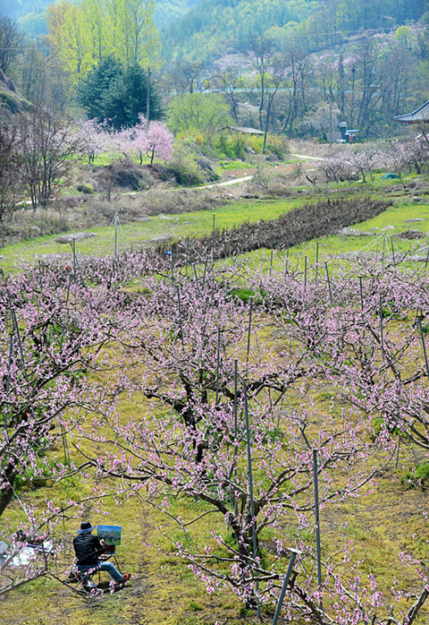 충북 음성 감곡면 일대는 지금 연분홍 복사꽃과 연두색 신록으로 그득하다. 사곡2리의 자그마한 절집 관음사로 가는 길. 복사꽃밭에서 그림을 그리는 이를 만났다. 이런 풍경을 그리려면 얼마나 많은 색의 물감이 필요할까.