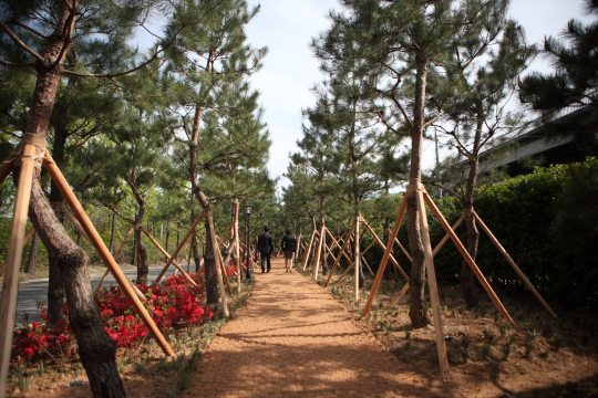 서울 성산대교 남단 하부에 조성된 영등포구 자원순환센터에서 시민들이 23일 소나무 힐링 숲길을 걷고 있다. 영등포구 제공