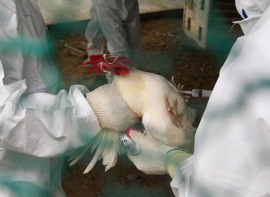 조류인플루엔자(AI) 위기 단계가 최상위인 ‘심각’으로 격상된 7일 제주 제주시 해안동 해안초교에서 방역 관계자가 관상용 닭에게 살처분 주사제를 놓고 있다.  뉴시스