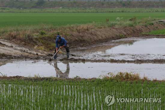 (함평=연합뉴스) 전남 곳곳에 장맛비가 내린 30일 오후 전남 함평군 대동면의 들녘에서 한 농부가 가뭄 탓에 늦은 모내기를 준비하고 있다. 2017.6.30