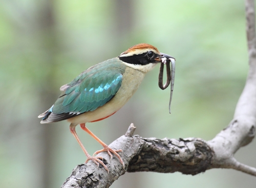 뱀 잡은 팔색조 [환경부 제공]