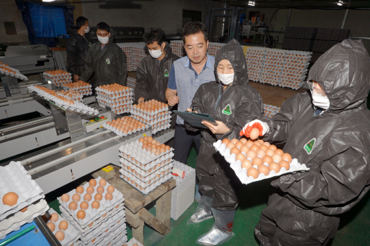 16일 오전 경기 양주시 남면 산란계농장에서 농림축산식품부 산하 국립농산물품질관리원 검사요원들이 살충제 성분 분석용 시료를 채취하고 있다.