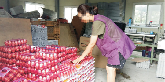 16일 오전 살충제 피프로닐이 검출된 경기 남양주시 마리 농장에서 농장 관계자가 폐기를 앞둔 계란을 살펴보고 있다.