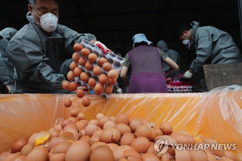 폐기되는 살충제 계란 [연합뉴스 자료사진]