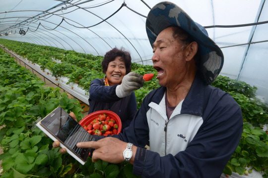 전 세계적인 농어업 기술 경쟁이 심화하면서 선진기술을 확보한 기업과 농어촌의 교류를 통한 관련 인프라 확대 등 상생 발전 필요성이 높아지고 있다. 세종시 창조마을의 스마트폰 원격제어 시스템을 갖춘 스마트팜에서 딸기 농사를 짓는 부부가 수확한 딸기를 맛보고 있다.