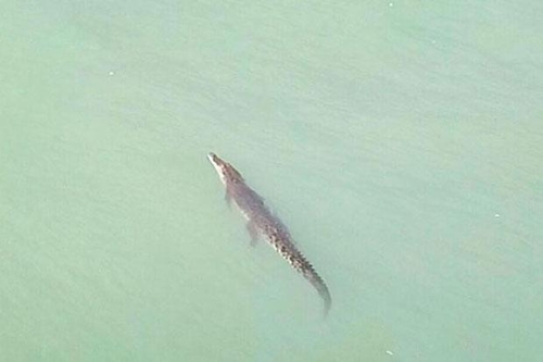 푸껫 바다에 등장한 거대 악어[페이스북 캡처]